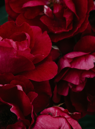 valentines-day-at-carte-blanche